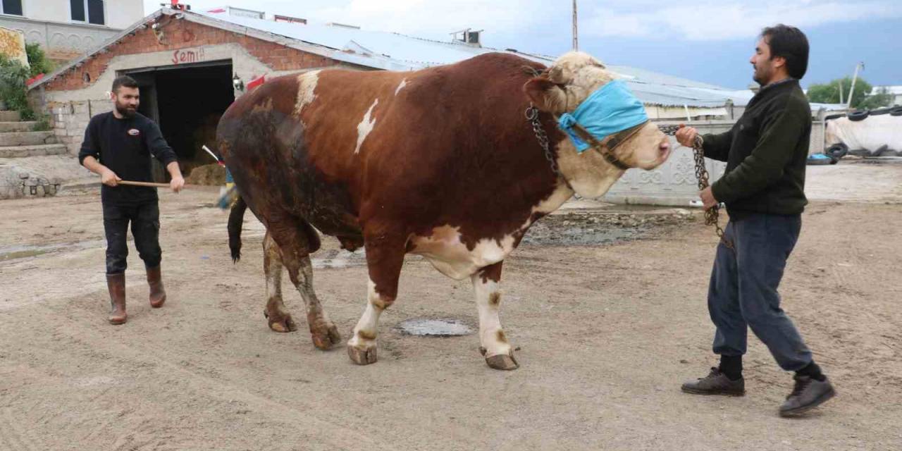 Heybeti Kadar Fiyatı Da Dudak Uçuklatıyor