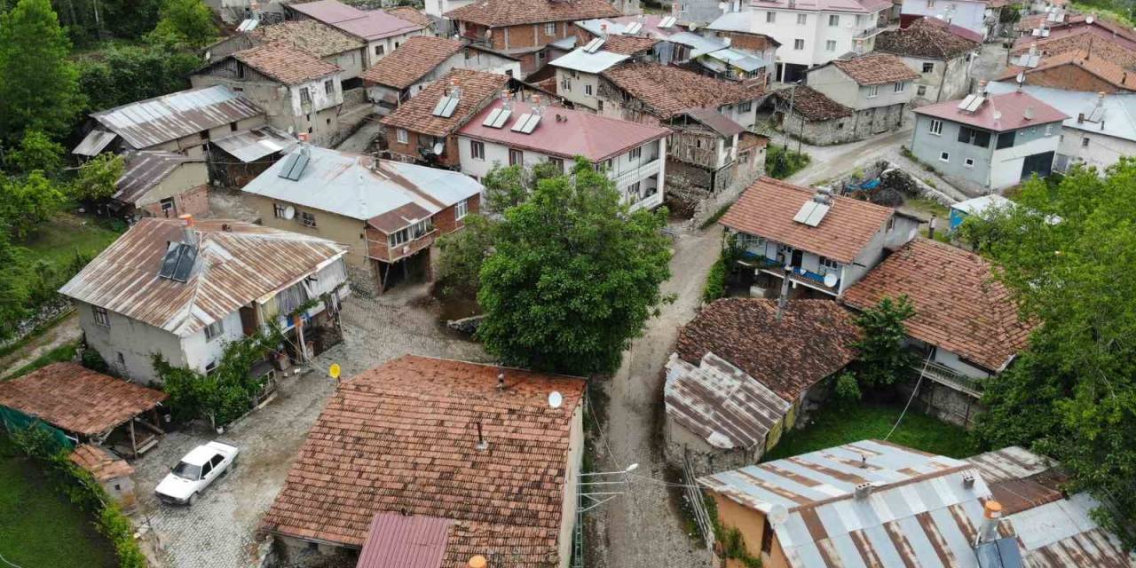 450 Yaşında Olduğu Düşünülen Ceviz Ağacı Köyün Maskotu Oldu