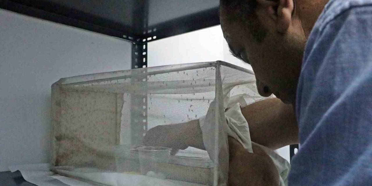 Yaz Yağışları Baskı Altındaki Sivrisinek Türünü Kontrolden Çıkardı