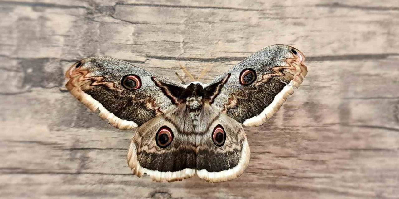 Tokat’ta Dev Tavus Güvesi Görüldü