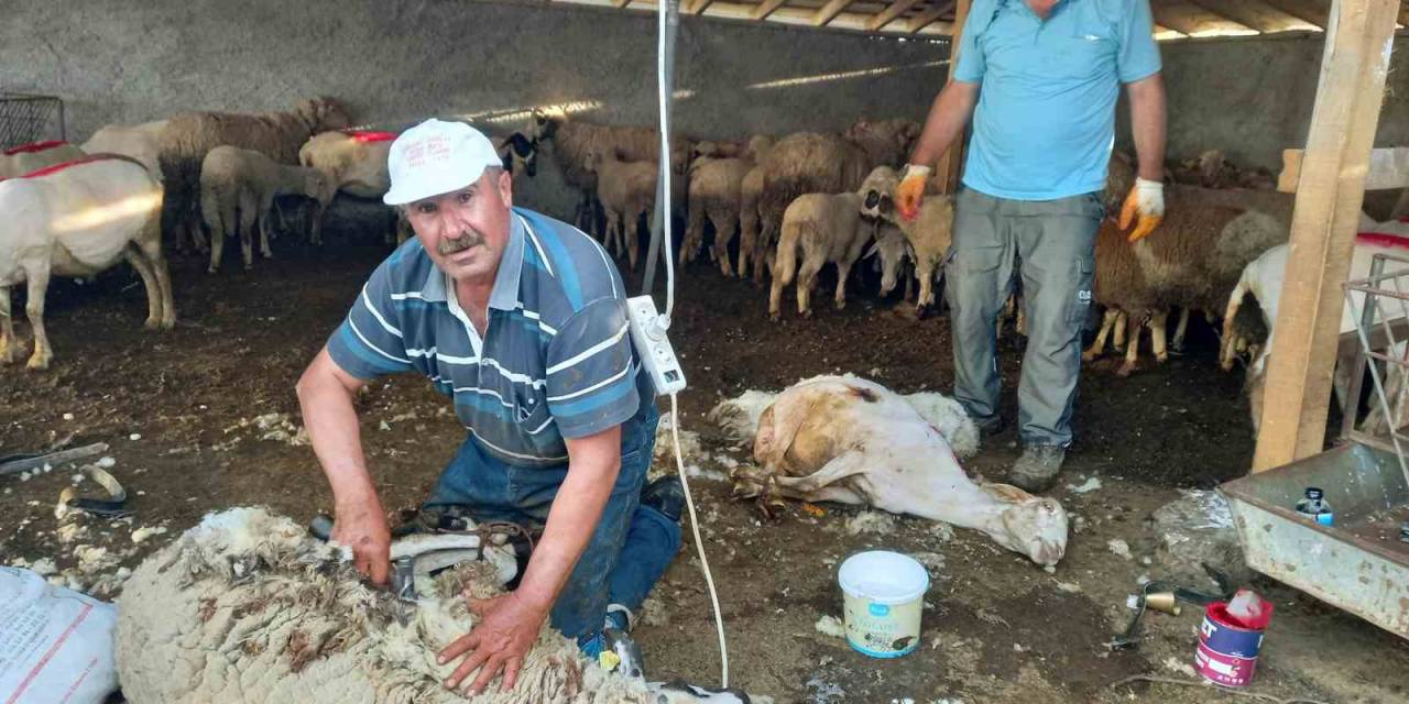Günyüzü’nde Koyun Kırkım Sezonu Başladı