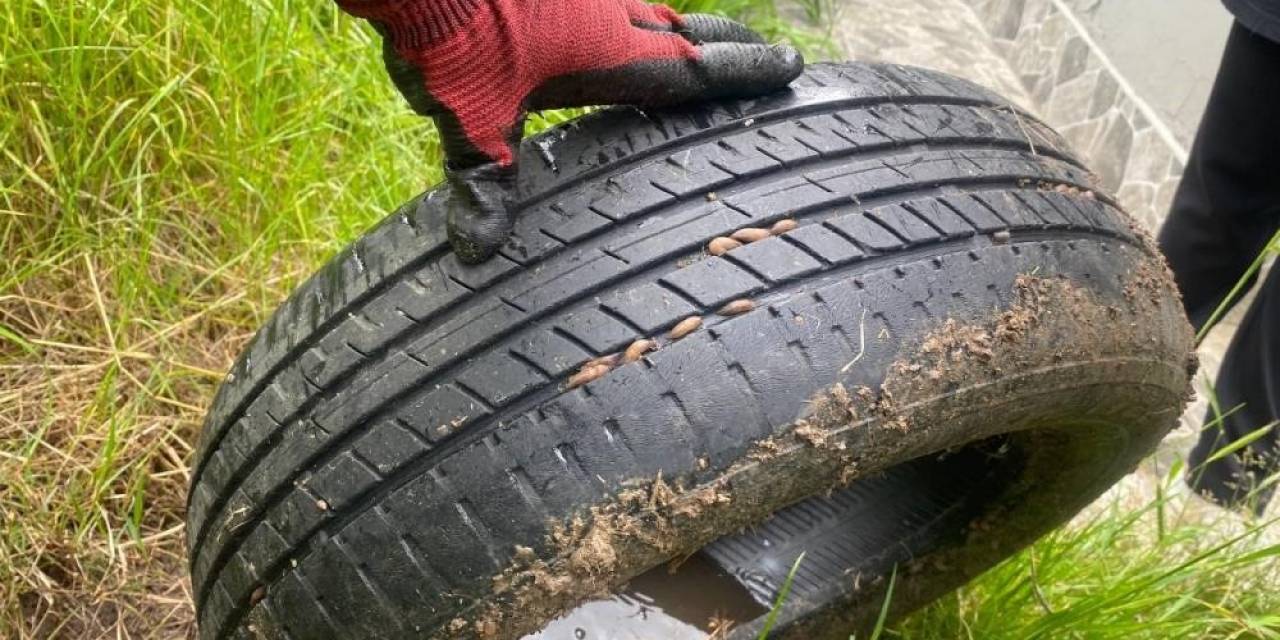Vatandaşı Bezdiren Böceklerden Kurtulmanın Yolları