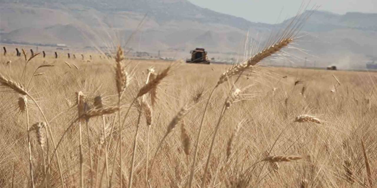 Mardin’de Buğday Tarlalarında Hasat Mesaisi Başladı