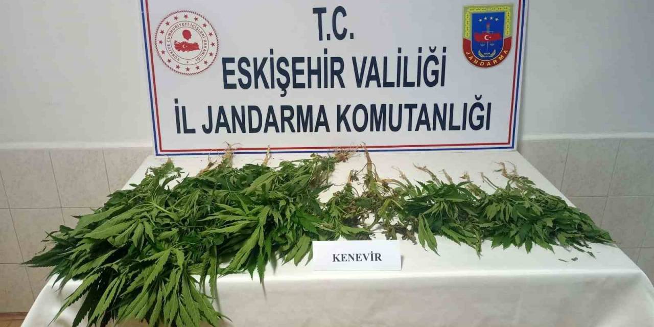Şüpheli Şahısların Ev Ve Eklentilerinde 38 Kök Kenevir Bitkisi Bulundu