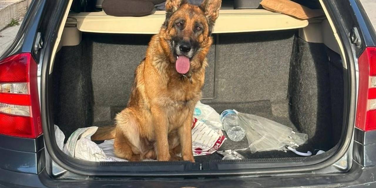Çorum’da Köpek Çalan 2 Kişi Tutuklandı