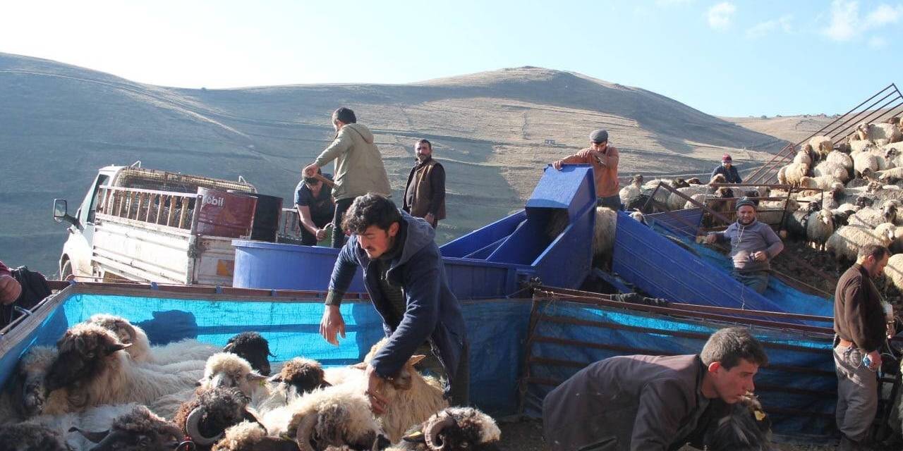 Bayburt’ta Küçükbaş Hayvanlar Mobil Koyun Yıkama Makineleriyle Yıkanarak İlaçlanıyor