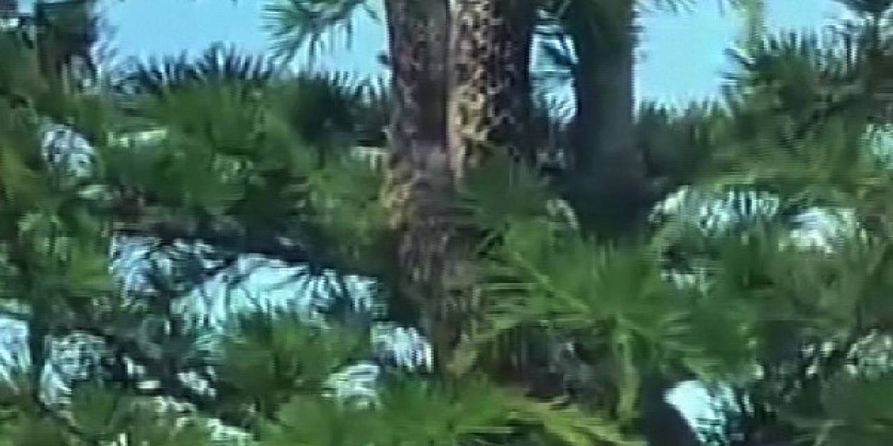 Sosyal Medyada Paylaşılan Anakonda Büyüklüğündeki Yılan Paniğe Neden Oldu, Gerçek İtfaiye Ekiplerin Gelmesiyle Ortaya Çıktı