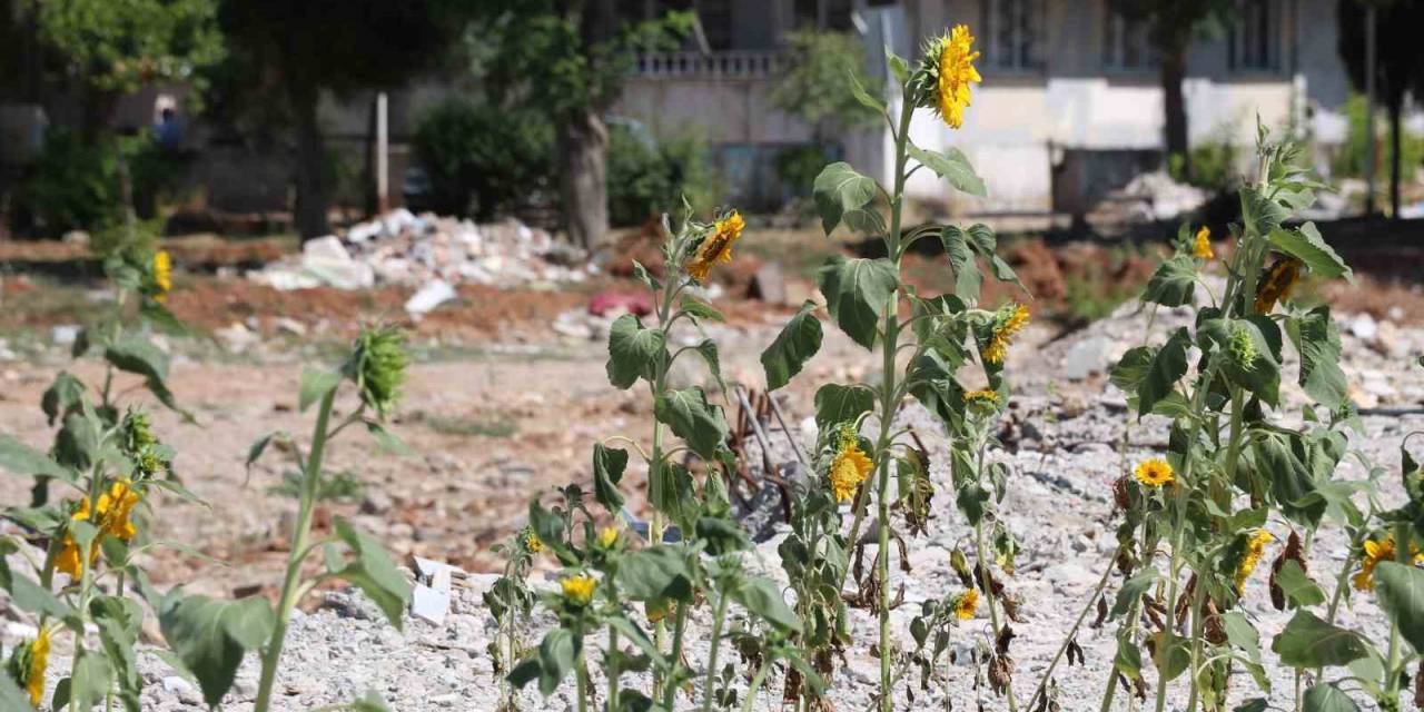 Enkaz Altında Kalıp Boy Veren Ay Çekirdekleri Çiçek Açtı
