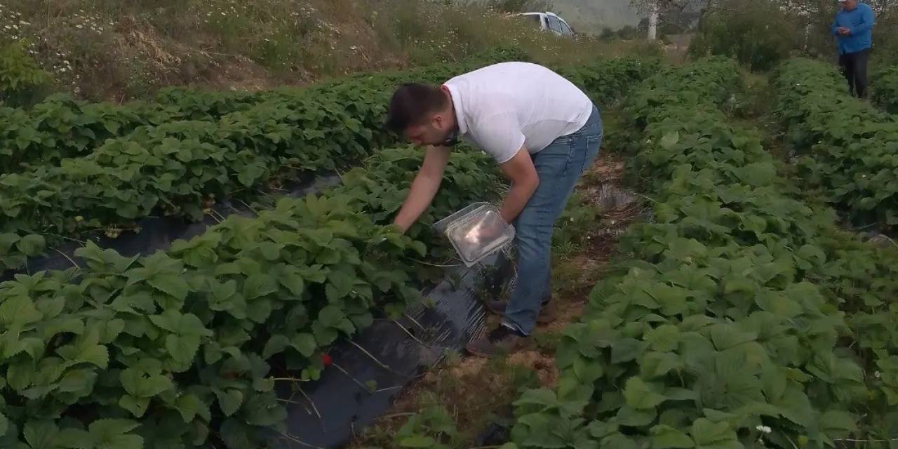 Aydın’da Hasat Öncesi Çilek Bahçeleri Kontrol Edildi