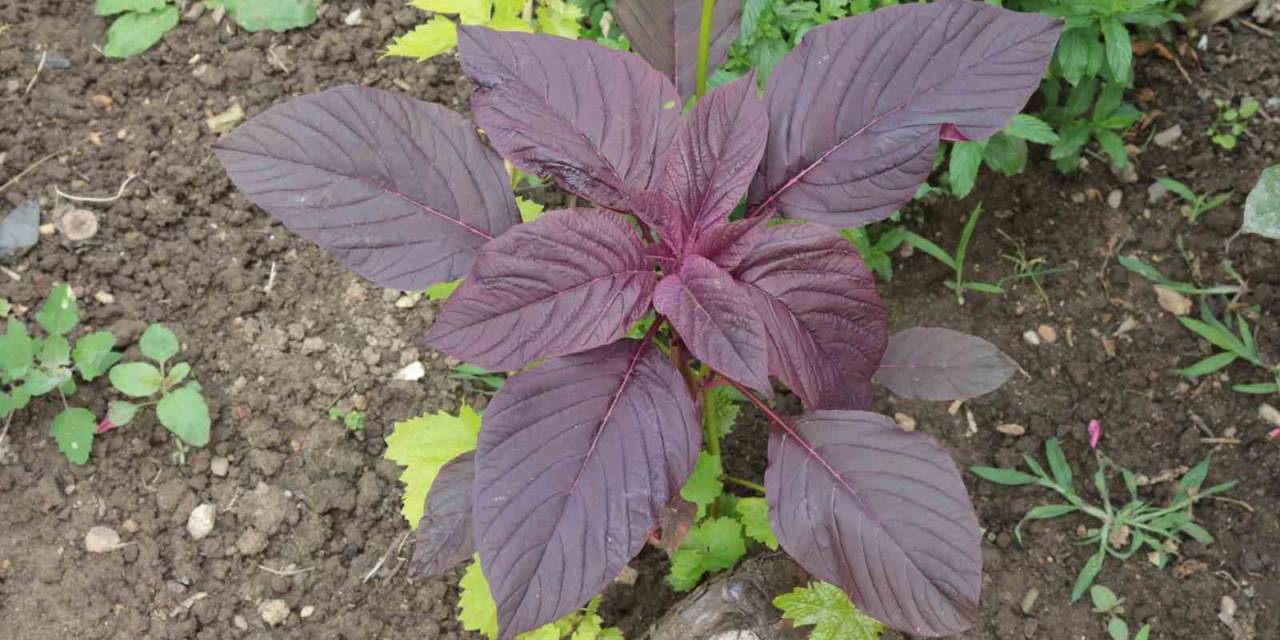 Amarant Bitkisi Hayvanlara Yem, İnsanlara Şifa, Çölyak Hastalarına Gıda Oluyor