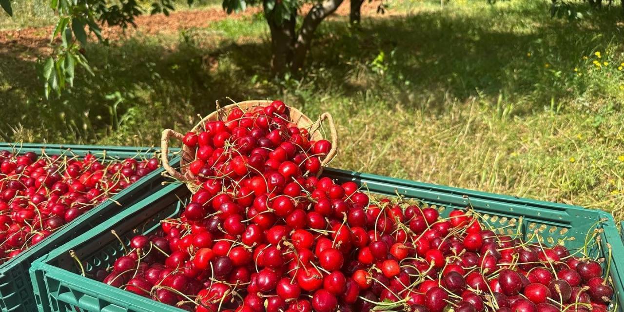 Osmaniye’de İhracatlık Kiraz Hasadı Başladı