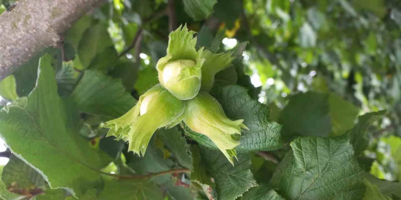 Fındıkta Verimi Ve Kaliteyi Düşüren Hastalık