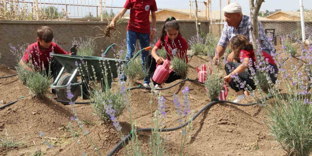 Okulda Başlayan Lavanta Üretimi Köye Yayıldı