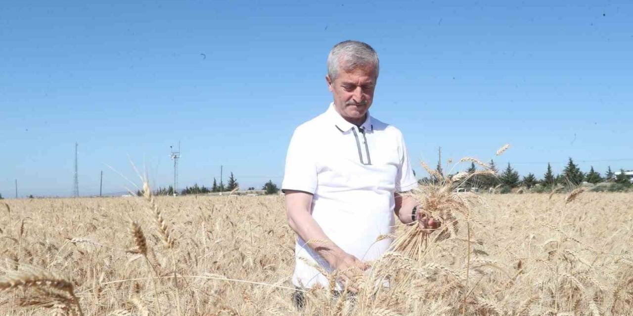 Gaziantep’te Hasat Sevinci