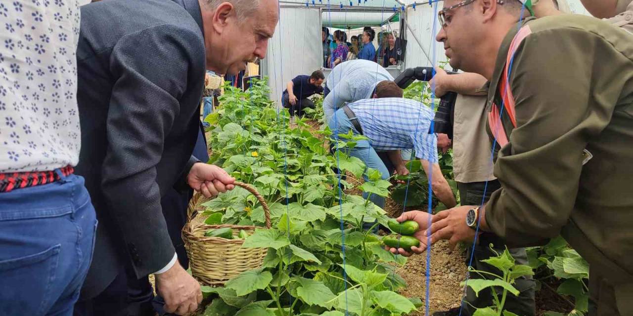 Keşan’da Tarım Bölümü Öğrencilerinin Serada Yetiştirdiği Salatalıklar Hasat Edildi