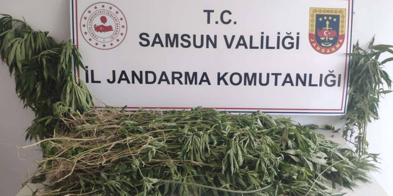 Samsun’da 2 Bin 315 Kök Kenevir Ele Geçirildi