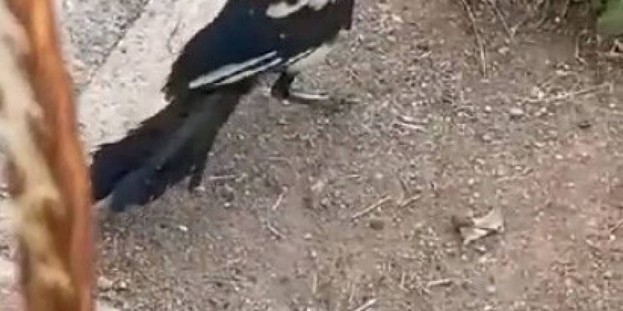 Havalandırma Boşluğuna Sıkışan Saksağan İtfaiye Ekipleri Tarafından Kurtarıldı