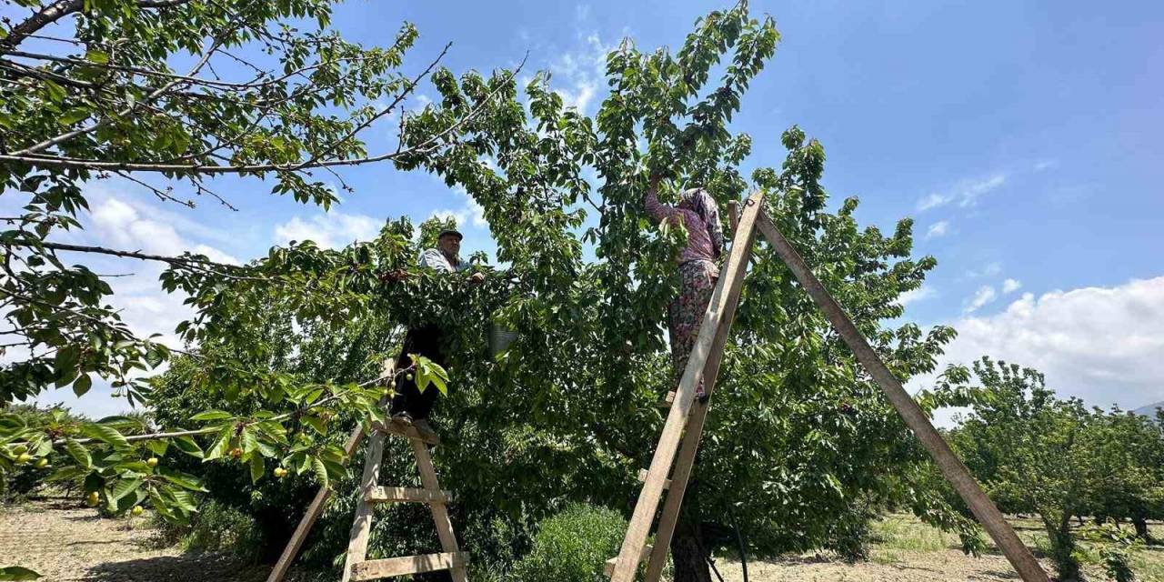 Kuşadası’nda Kiraz Hasadı Devam Ediyor