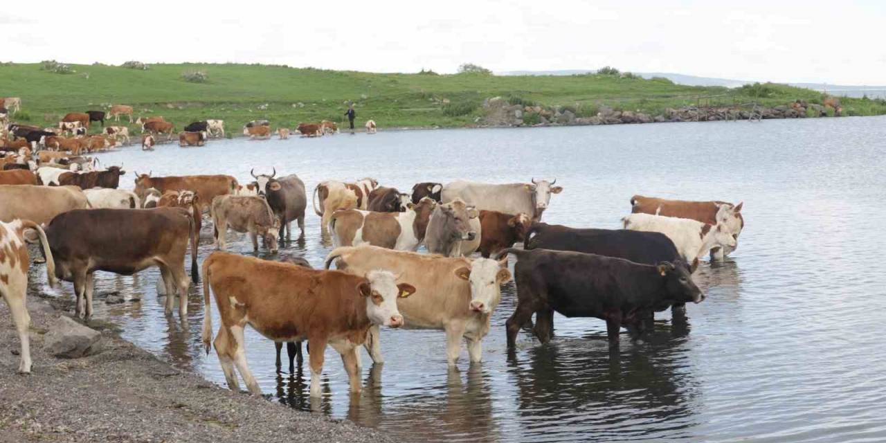 Ardahan’da Şap Alarmı