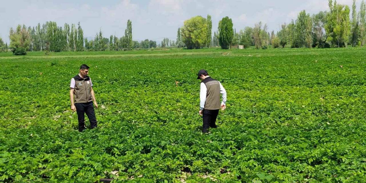 Patates Üreticilerine Bitki Hastalıklarına Karşı Uyarı
