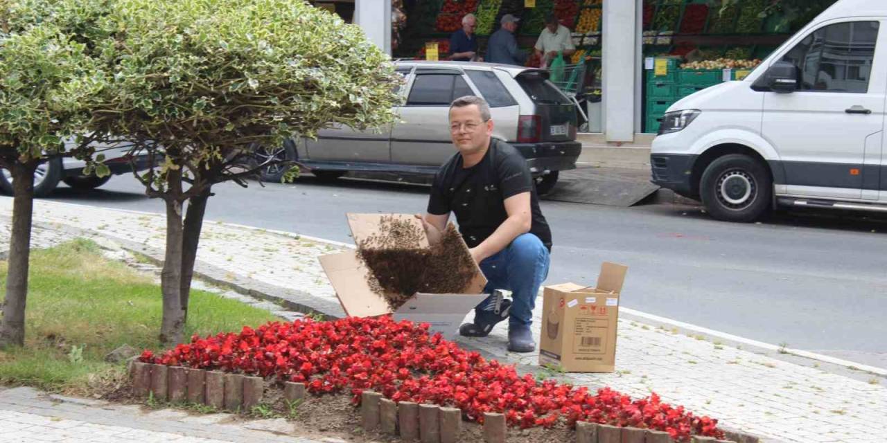 Oğul Arılar Tedirgin Etti