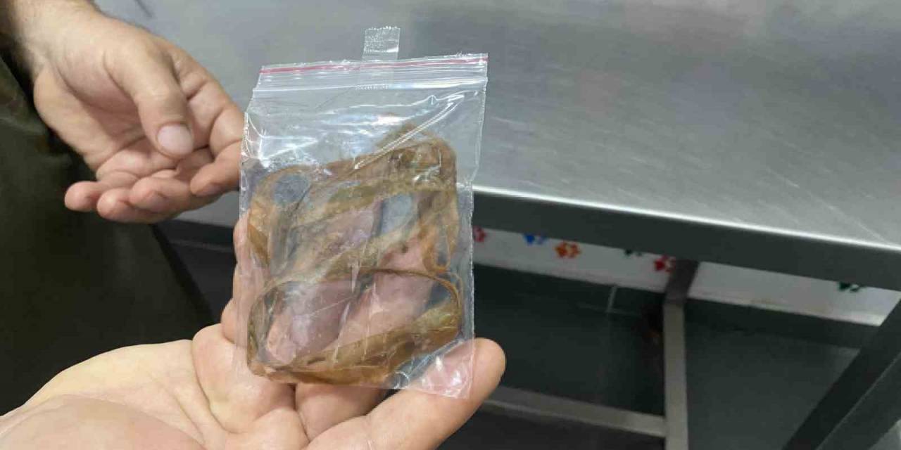 Oyun Oynayan Kedi 1,5 Metrelik Kurdele Yuttu