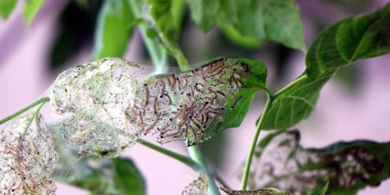 628 Bitki Türene Zarar Veriyor