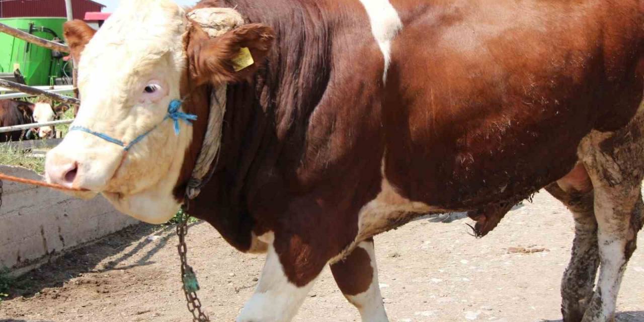 Sungurlu’da 1.2 Tonluk Yiğit, 135 Bin Liraya Satıldı