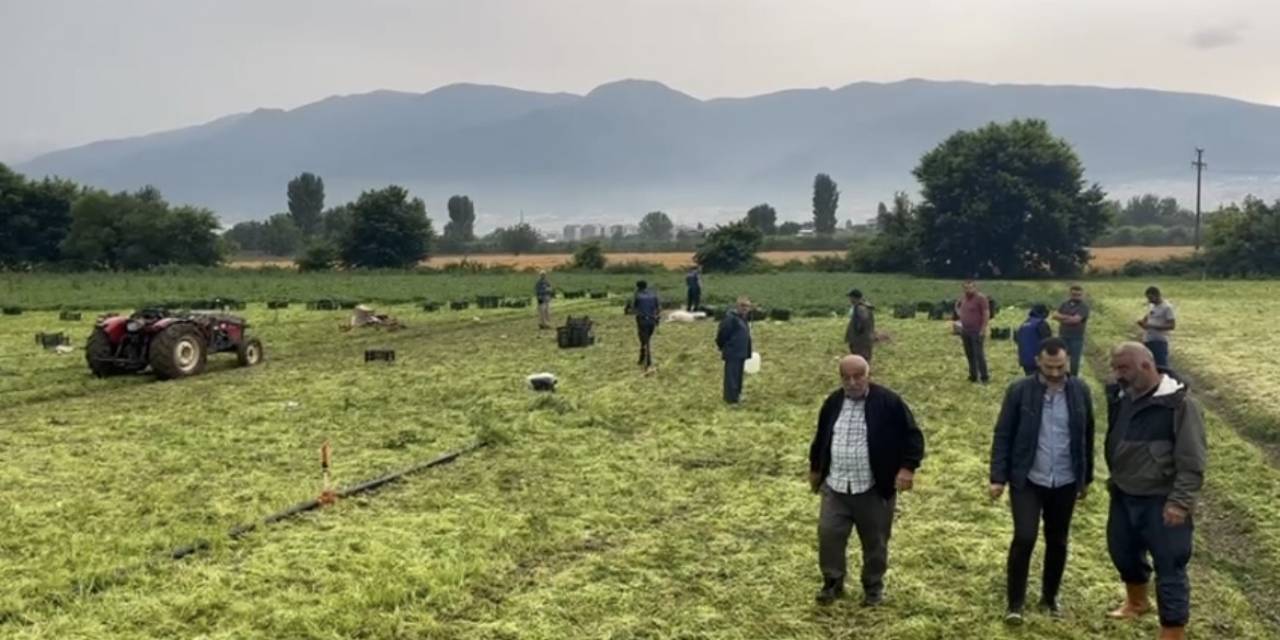 Maydanoz Tarlasına Yıldırım Düştü: Ecel Ekmek Peşindeyken Yakaladı