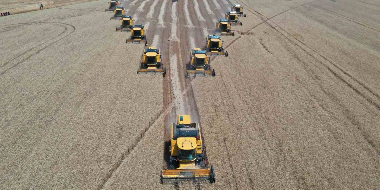 Türkiye’nin Tahıl Ambarında Bu Yıl 200 Bin Ton Buğday Hasadı Bekleniyor