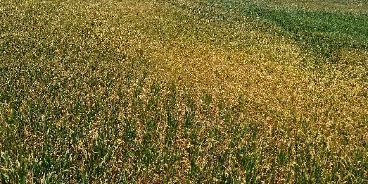 Kulu’da Çiftçilere Ekim Dönemlerini Uzatın Uyarısı