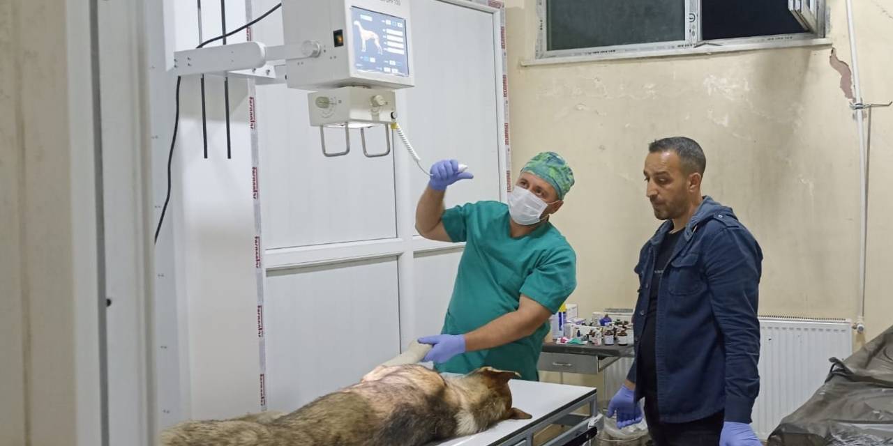 Yaralı Köpeğe Belediye Ekibi Sahip Çıktı