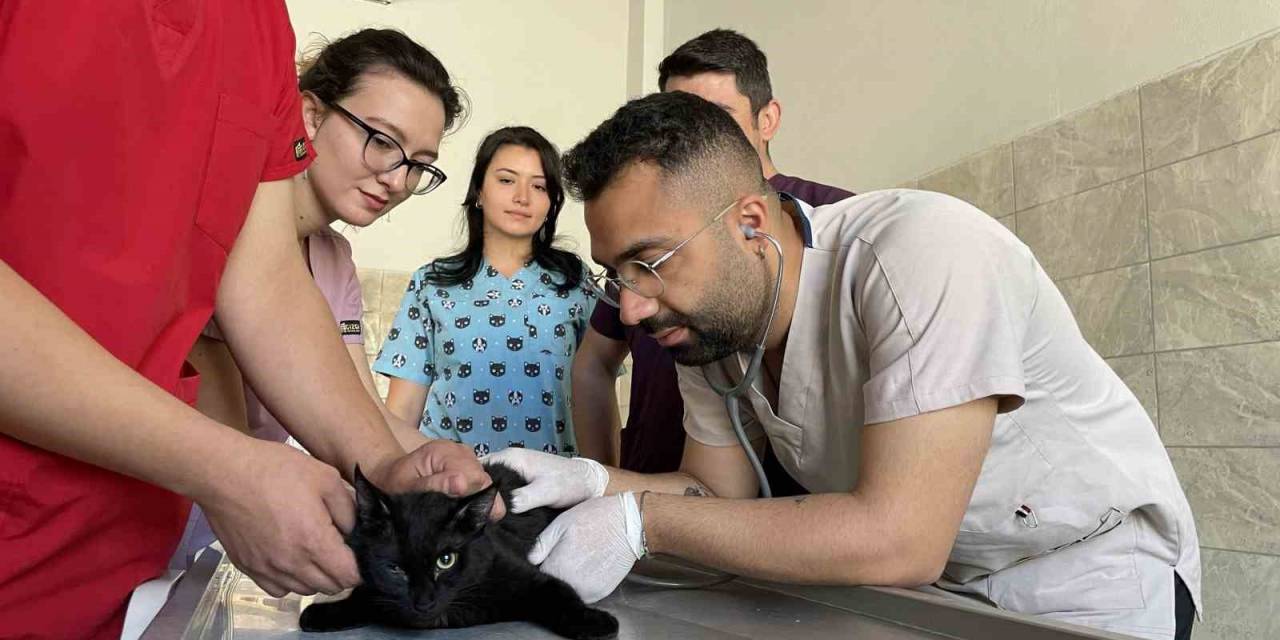 Bingöl’deki Tam Donanımlı Hayvan Hastanesi, Bölgeye Hitap Ediyor