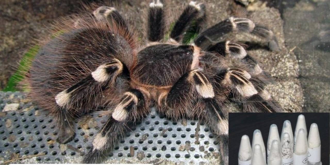 Posta Kargosunda 76 Adet Yavru Tarantula Ele Geçirildi