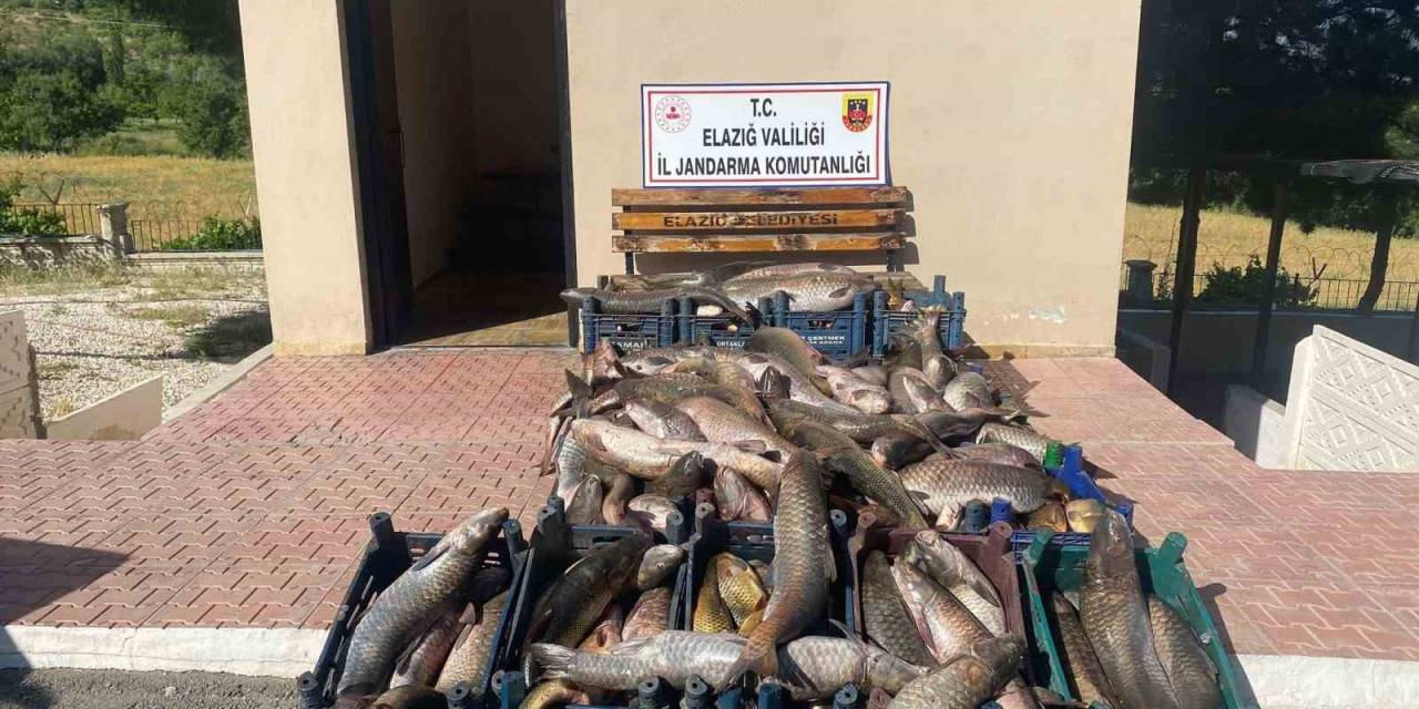 Elazığ’da 6,5 Ton Kaçak Avlanmış Balık Ele Geçirildi