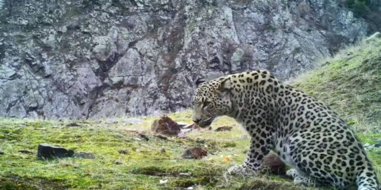 Aydın’da Kurulu 100’ün Üzerinde Fotokapanla Anadolu Parsı Aranıyor