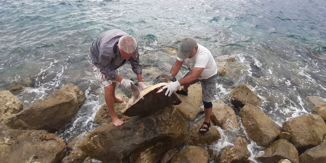Kuşadası’nda Caretta Caretta Cinsi Deniz Kaplumbağası Kıyıya Vurdu
