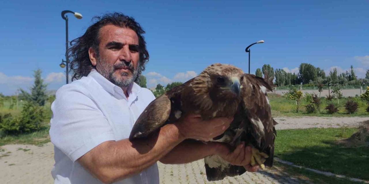 Kaya Kartalı Artık Uçamayacak