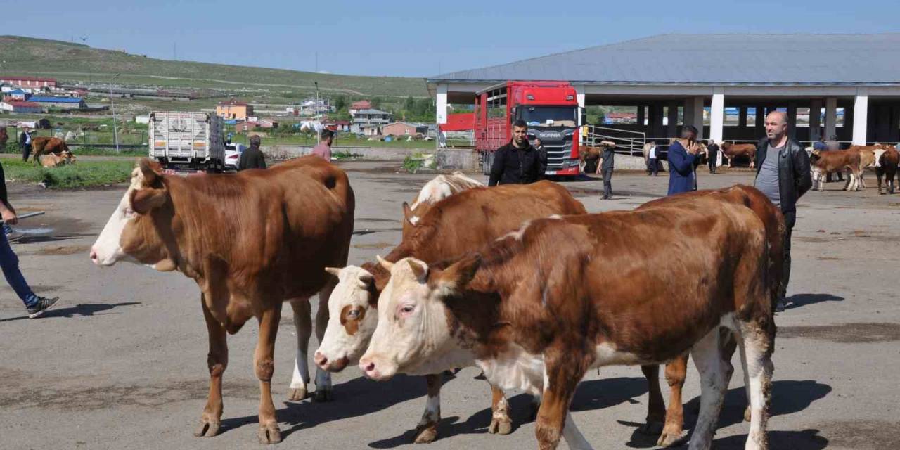 Kars Hayvan Pazarı’nda Durgunluk Yaşanıyor