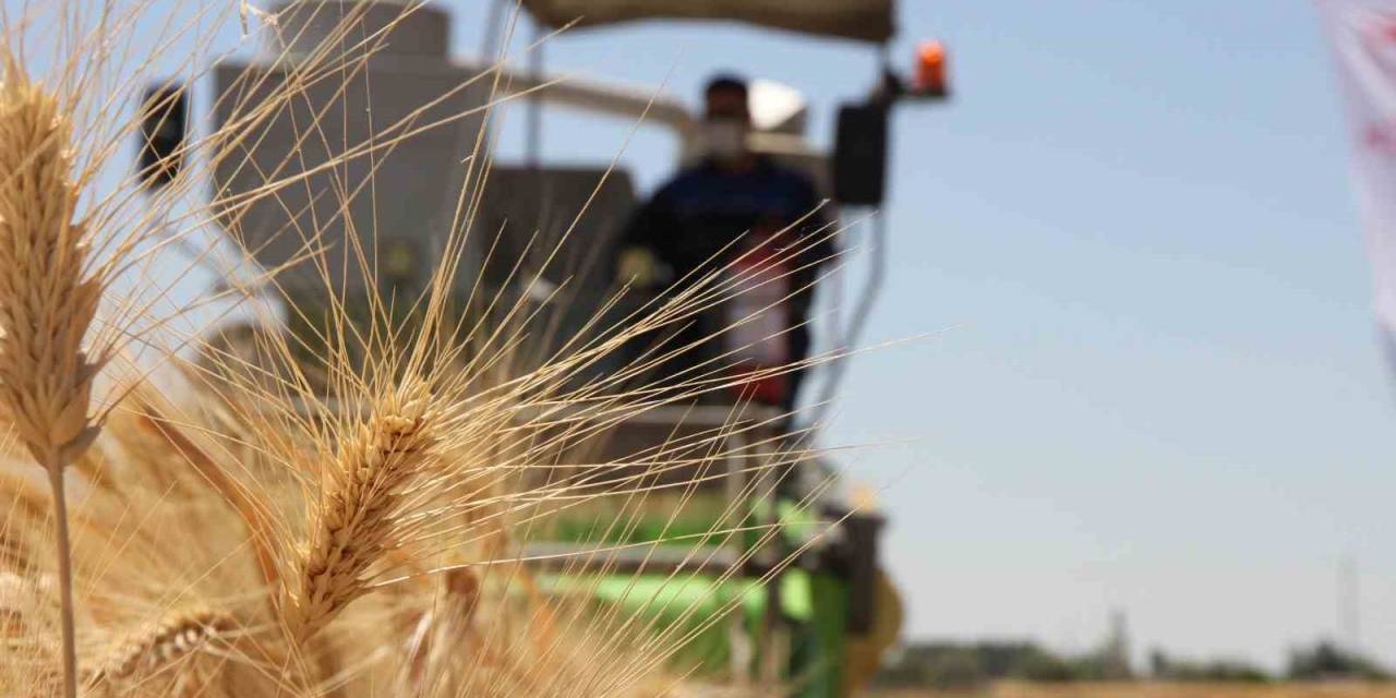 Şanlıurfa’da Türk Mühendisler Yerli Ve Milli Tohum Geliştirdi