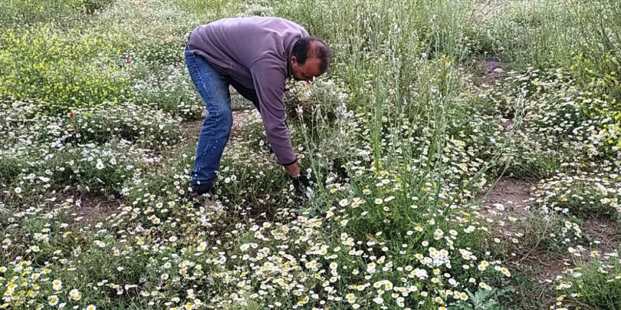 Hisarcık’ta Papatya Köylülerin Geçim Kaynağı Haline Geldi