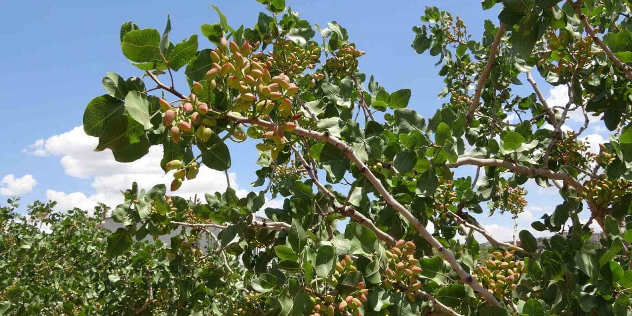 Siirt’ten Ülke Ekonomisine 10 Milyar Tl Katkı