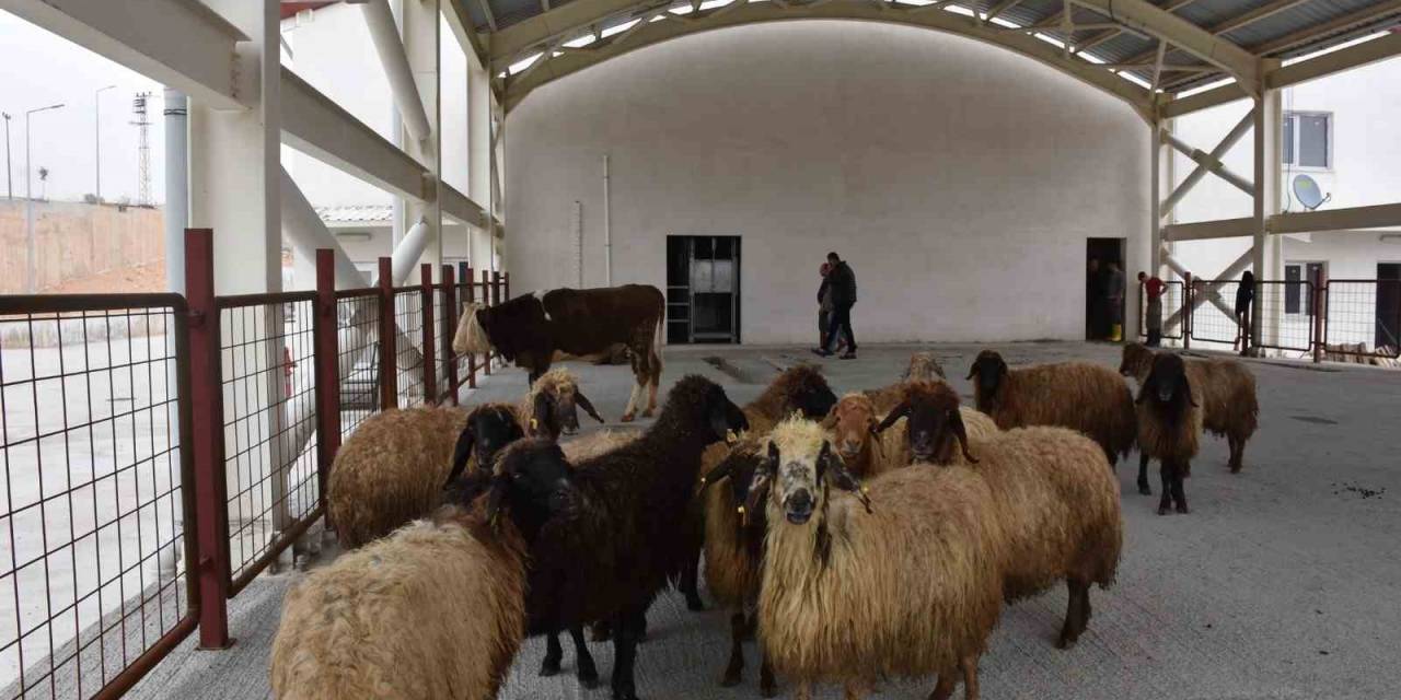Siirt’te Kurban Satış Ve Kesim Yerleri Belirlendi