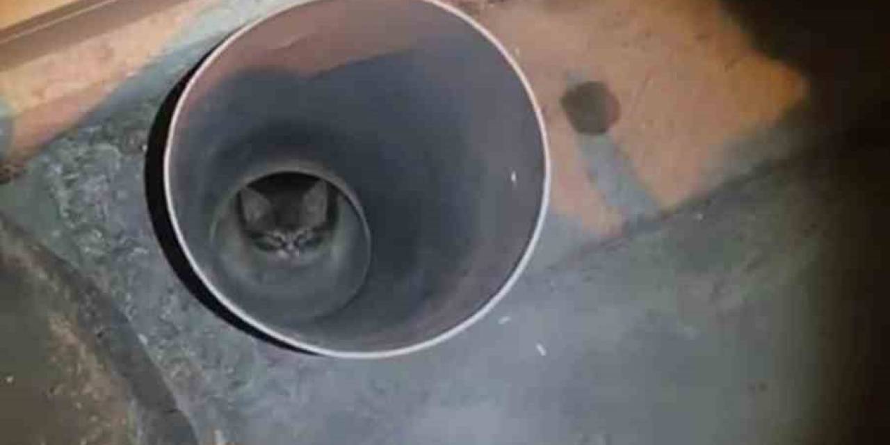 Anne Kedi Yardım İstedi, İtfaiye Ekipleri Kurtardı
