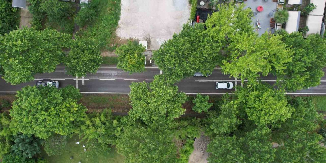 Doğal Yeşil Tünelde Turistlerin Keyifli Yolculuğu