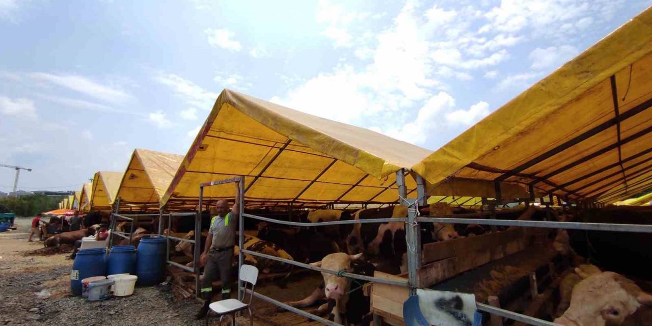 Kurban Pazarlarındaki Büyükbaşların Yüzde 80’i Satıldı