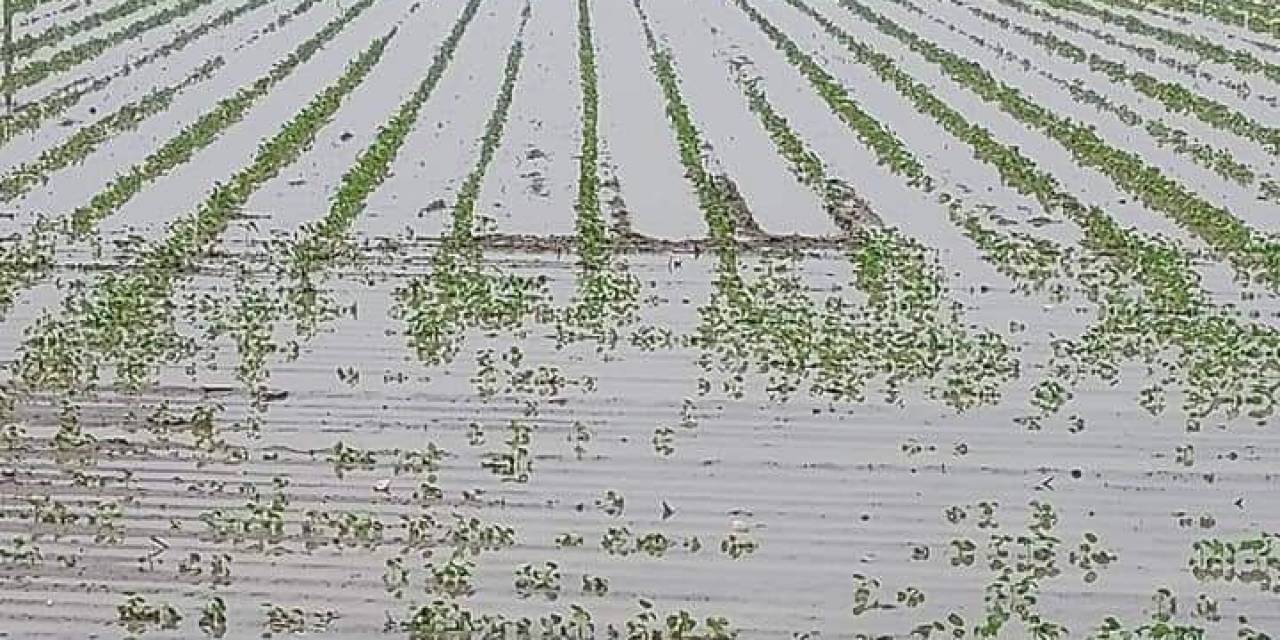 Yağışlar, Söke Ovası’nda Pamuğa Mantar Getirdi