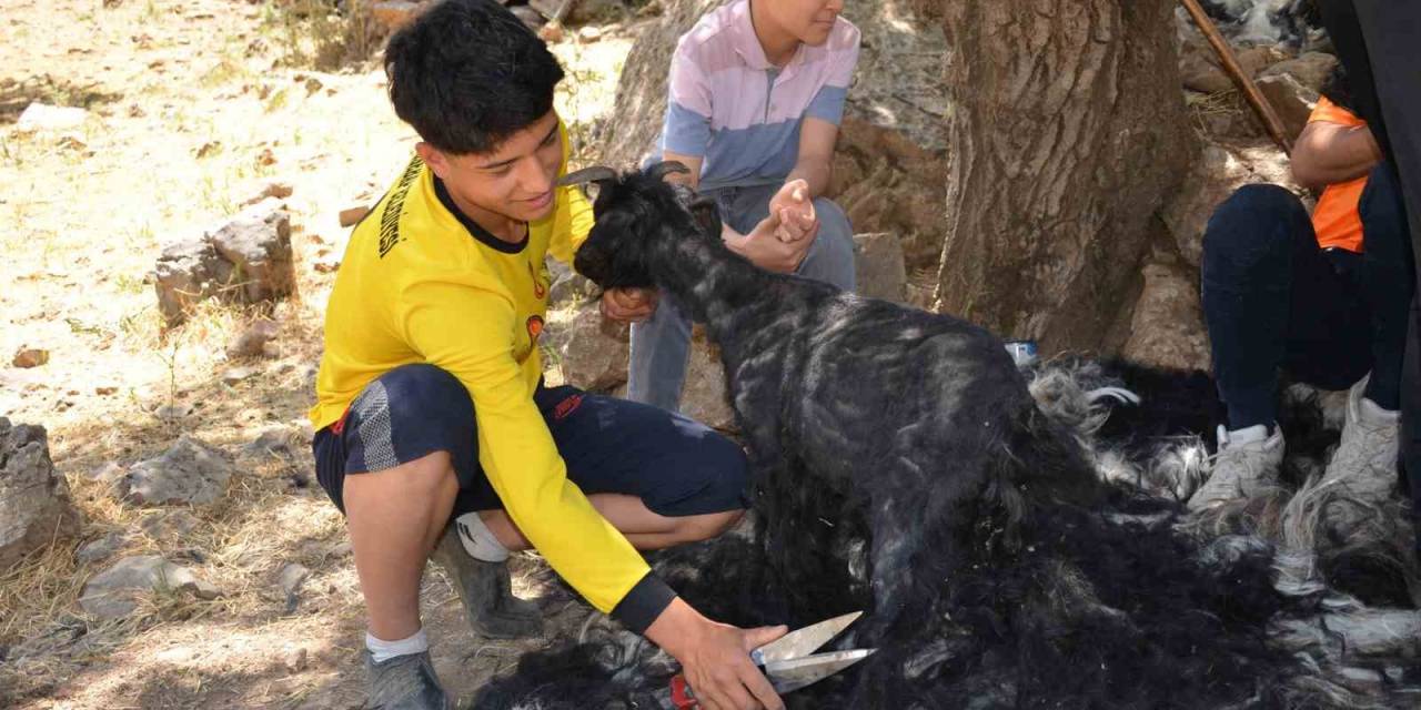 Şırnak’ta Sıcak Havalardan Etkilenen Oğlaklar Kırkılıyor