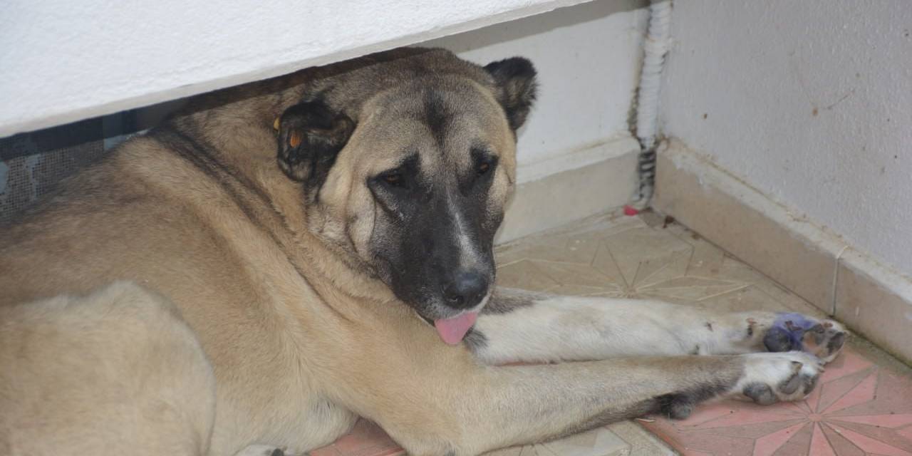 Köpeğe Tekme İddiası Ortalık Karıştırdı: İki Komşu Böyle Birbirine Girdi