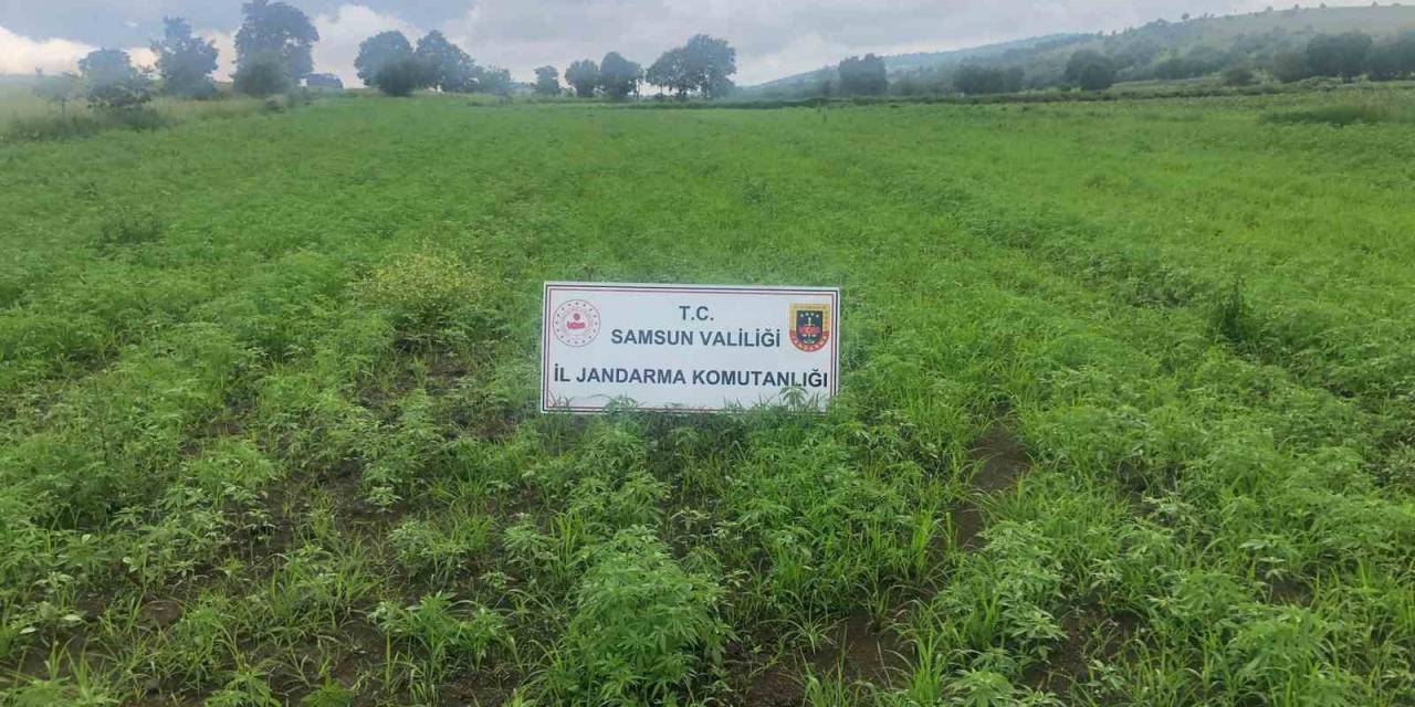 Samsun’da Jandarma Tarafından 280 Bin 720 Kök Kenevir Bitkisi Ele Geçirildi